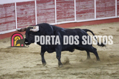 FIFS0313