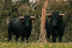 WhatsApp-Image-2025-06-25-at-16.27.14-1