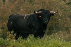 WhatsApp-Image-2025-06-25-at-16.27.14