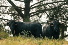 WhatsApp-Image-2025-06-25-at-16.27.15-2