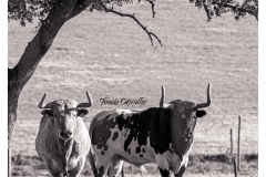 photo-output-3