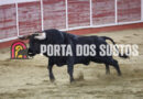 Grande corrida de toiros marcou os Festejos Populares de Verão em Alpalhão